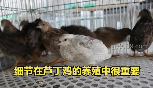芦丁鸡作为宠物的深度解析：从网购到DIY饲养的全面探索